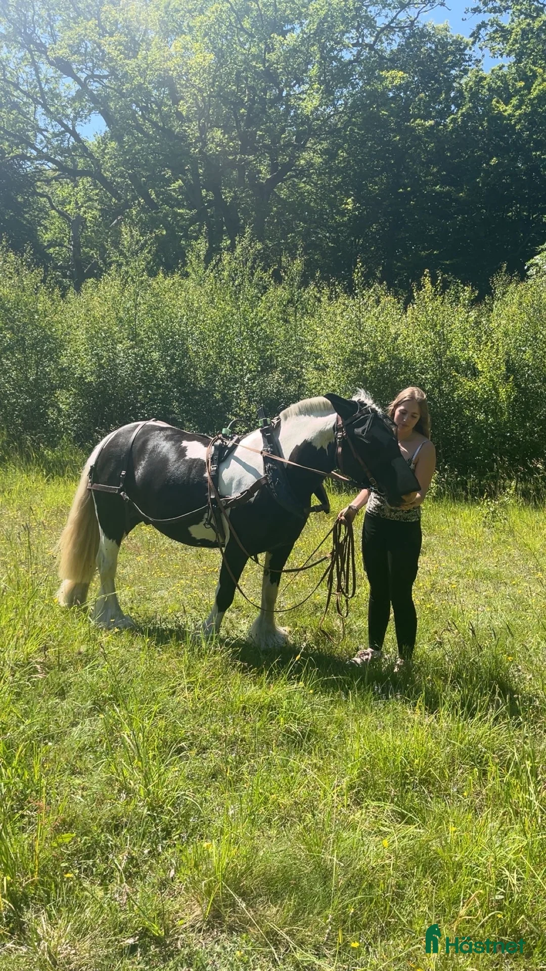 Allround hästar till salu: Charmören Jessie i Ronneby - Annons 5