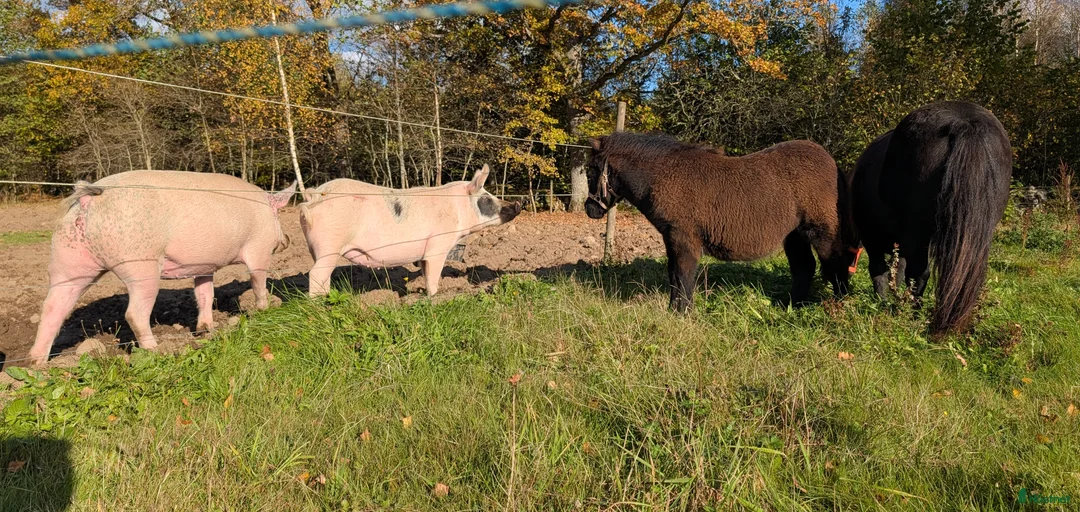 Galleribild {{count}}