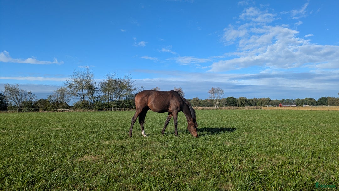 Dressyr hästar till salu: Mycket fin åring med topp dressyrstam!  i Hörby - Annons 16