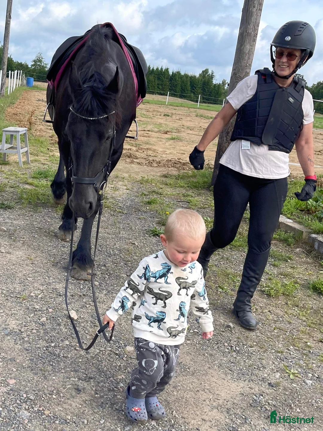 Allround hästar till salu: Trygg familjevän i Munka-ljungby - Annons 6
