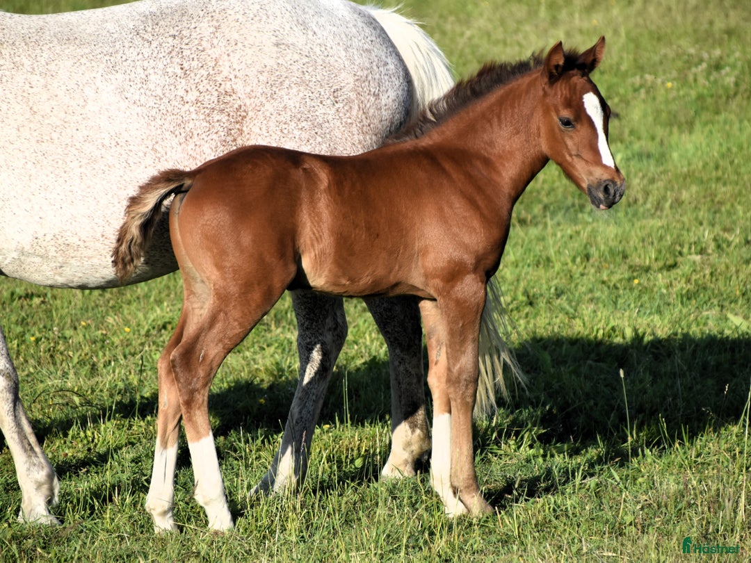 Hoppning hästar till salu: Kvalitetsponny med förärvningssäker stam, hoppning i Skivarp - Annons 9