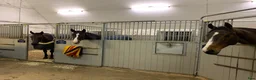  stallplats finnes: Stallplats Tyresta Gård, Enköping - Annons 9