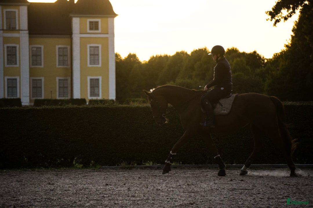  hästservice finnes: Träningar i dressyr, markarbete och hoppning🌟 i Mora - Annons 6