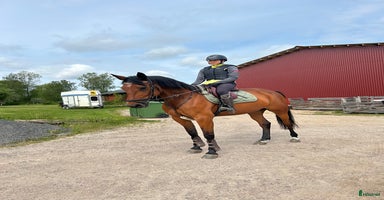  hästar i Jönköping - Annons 13