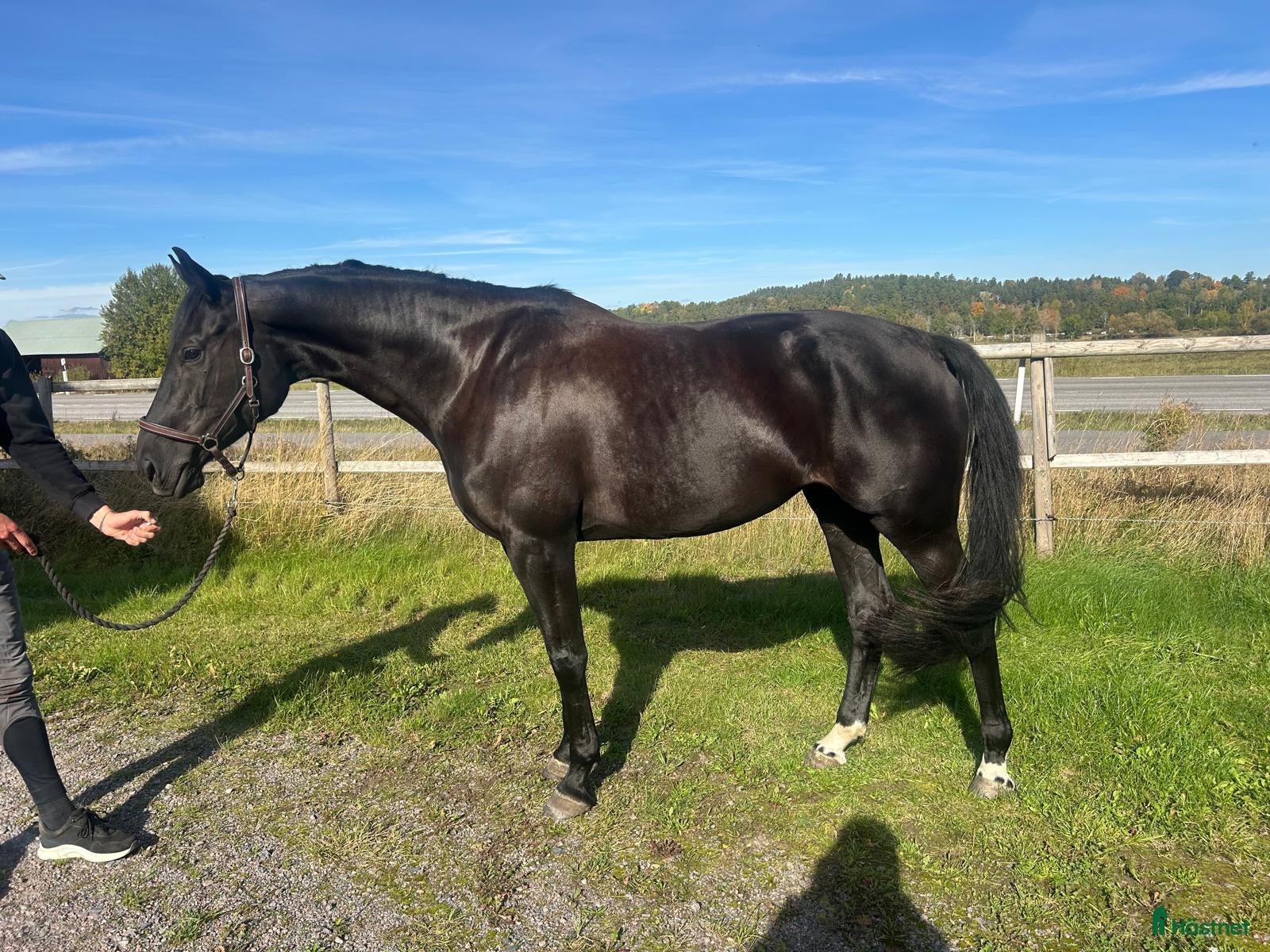  hästar Lovande SWB-sto - Annons 19