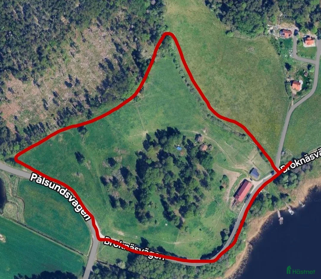  stallplats finnes: Islandshäststall - Stallplats eller hela stallet - Annons 9