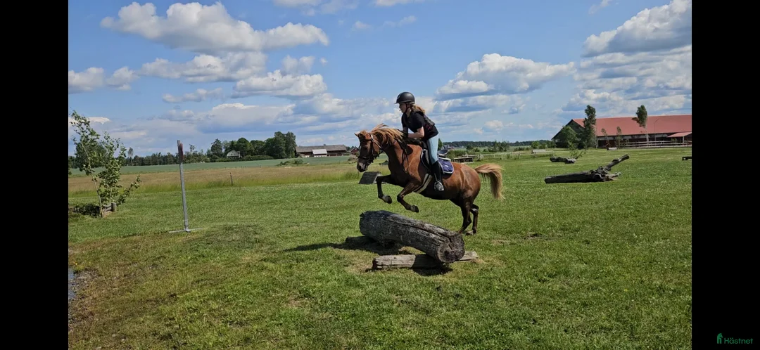 Allround hästar till salu: Drömponny i Askersund - Annons 1