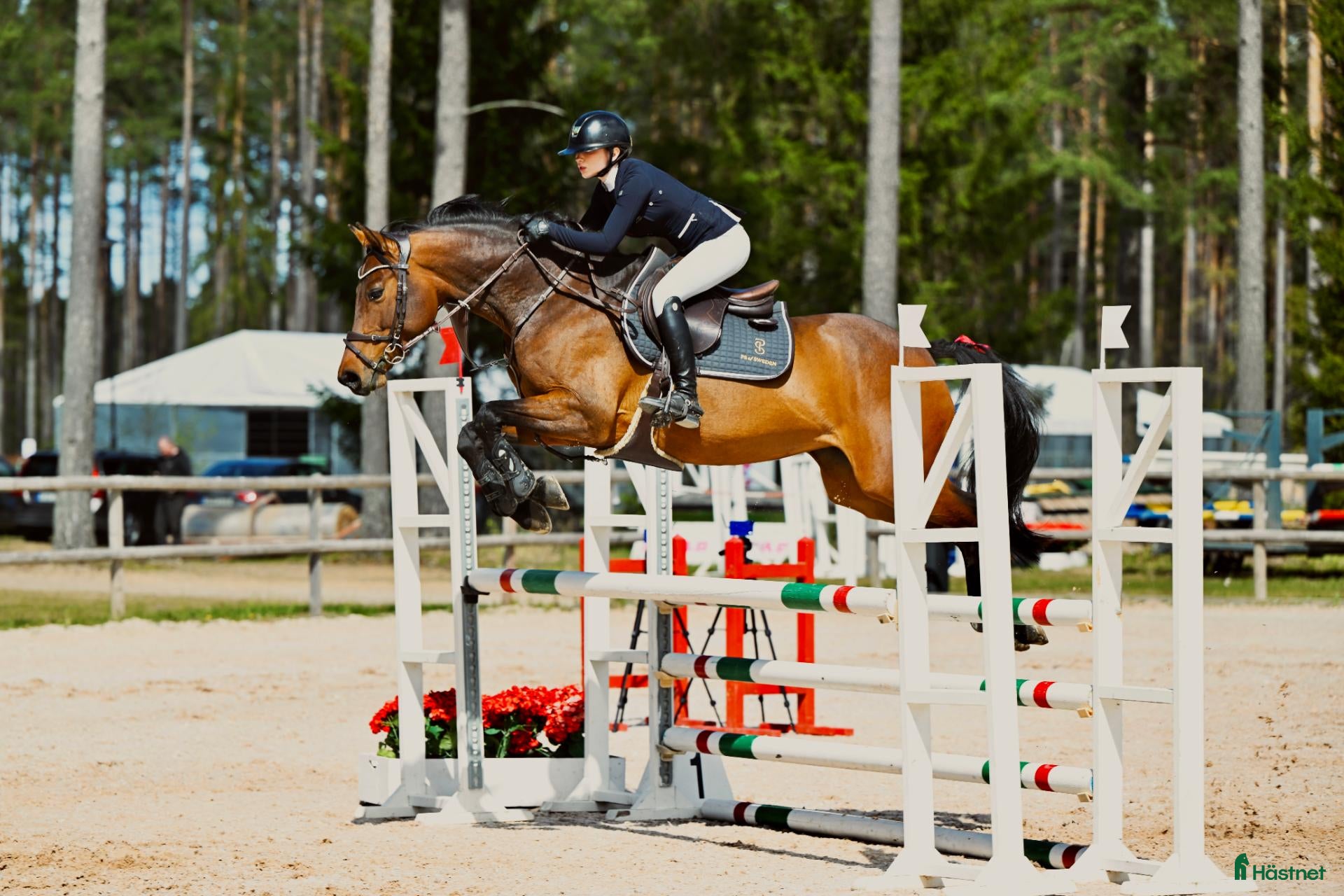  hästar Välutbildad tävlingshäst med stor kapacitet - Annons 1