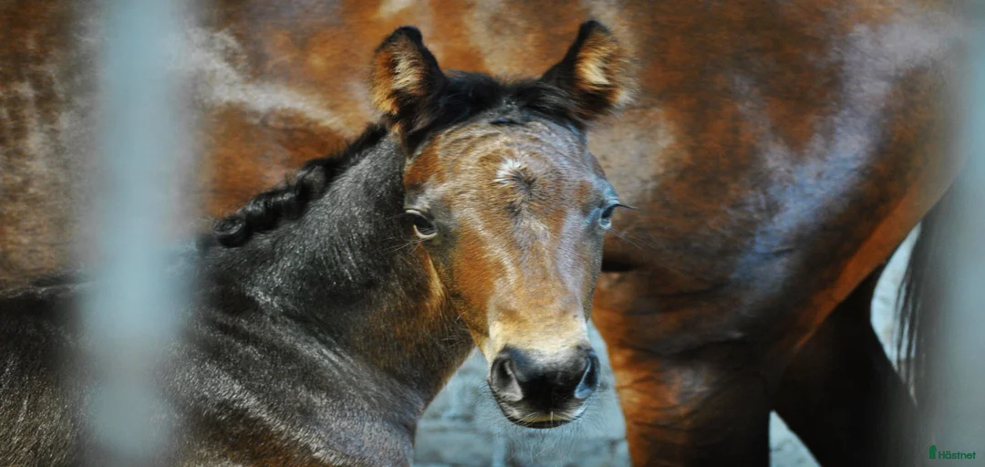 Galleribild {{count}}