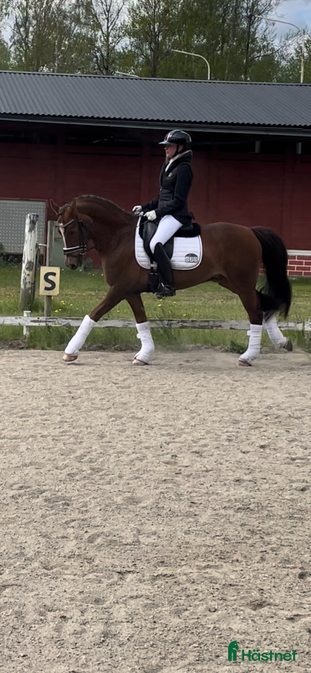 Allround hästar till salu: En på miljonen i Kumla - Annons 6