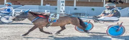 Trav hästar till salu: Elitloppsvinnaren Gransjöns Krumelur - Annons 2