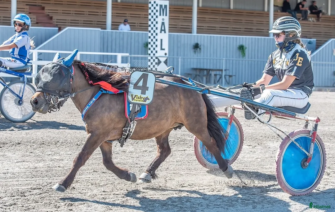 Trav hästar till salu: Elitloppsvinnaren Gransjöns Krumelur - Annons 2