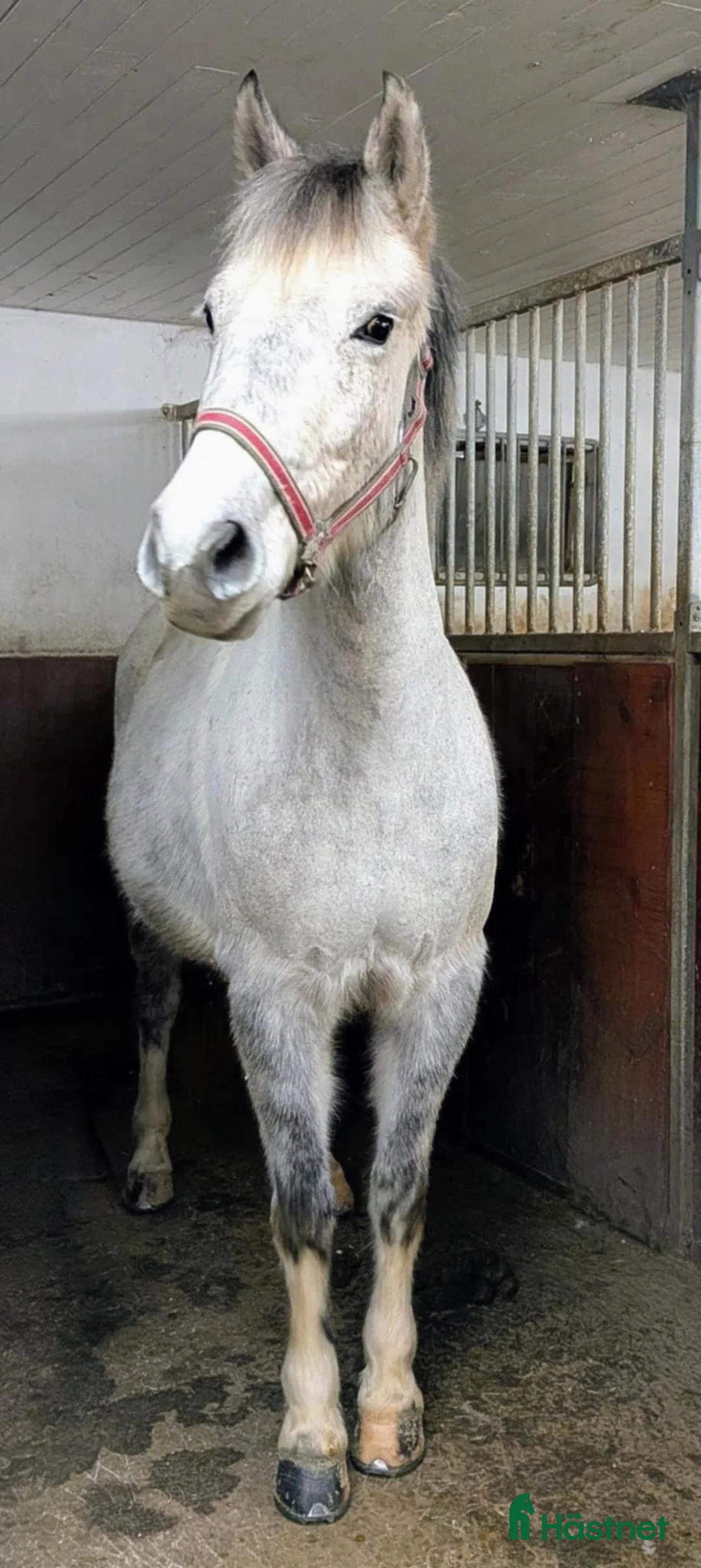 Allround hästar till salu: Söt c-ponny  i Bjästa - Annons 2