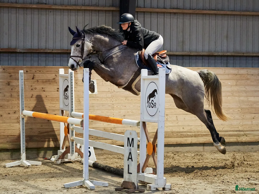 Hoppning hästar till salu: Youngster forsale  - Annons 6