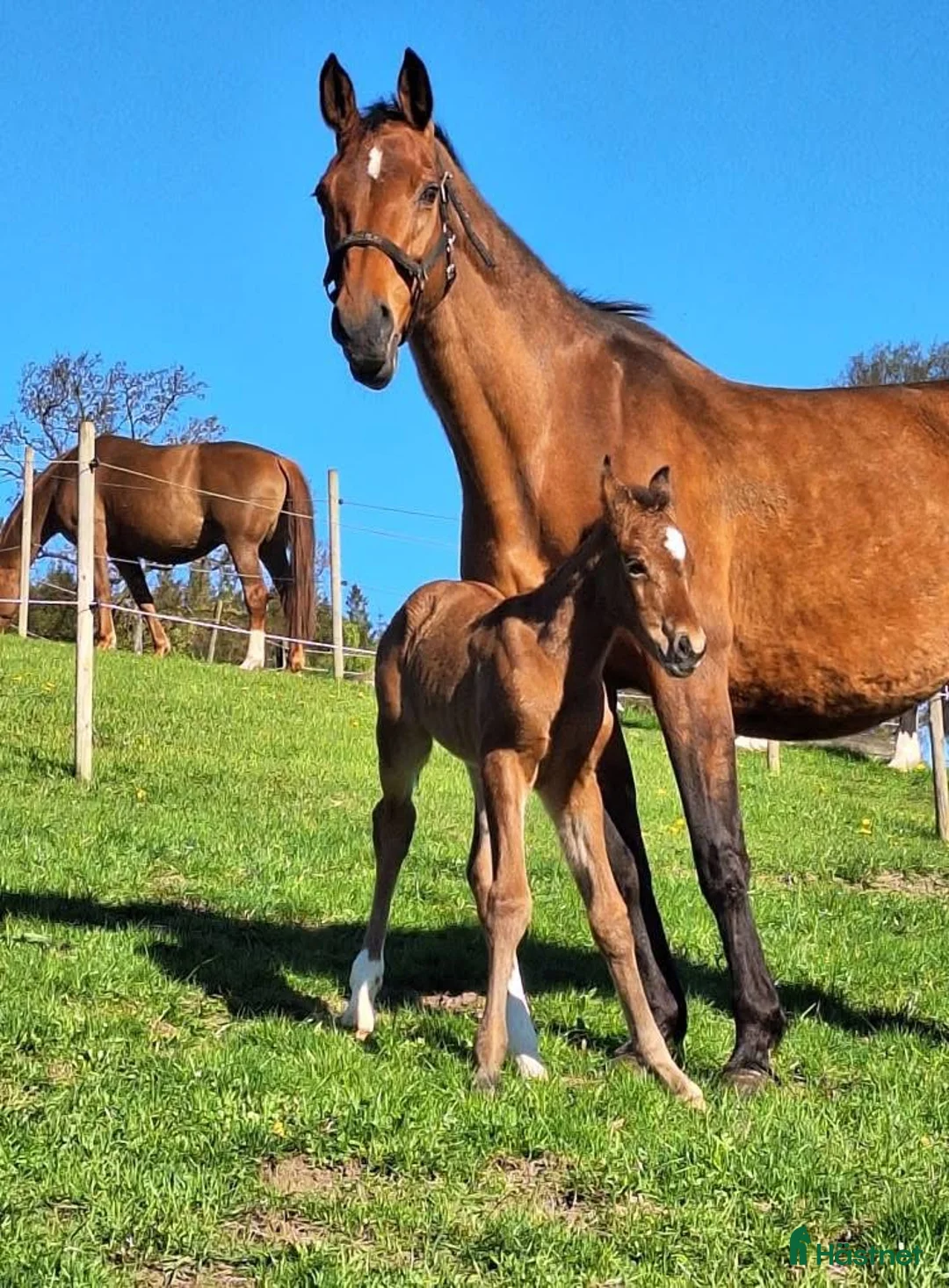 Hoppning hästar till salu: Framtida topp sto e. Pegase van’t Ruytershof! i Ullared - Annons 2