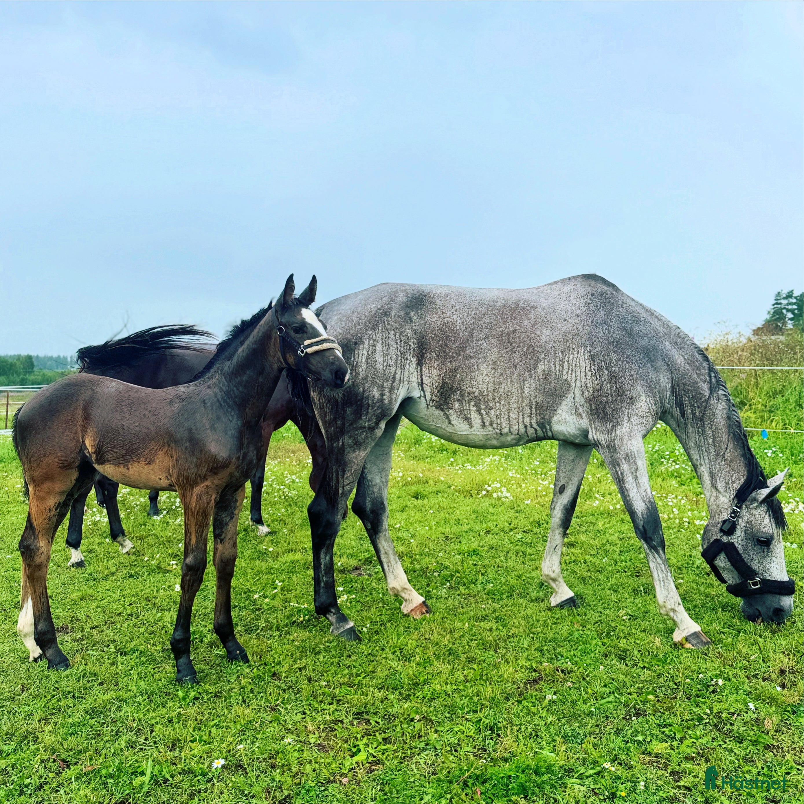 hästar Lovande stoföl e.Plot Pearl Zäta JL - Annons 2