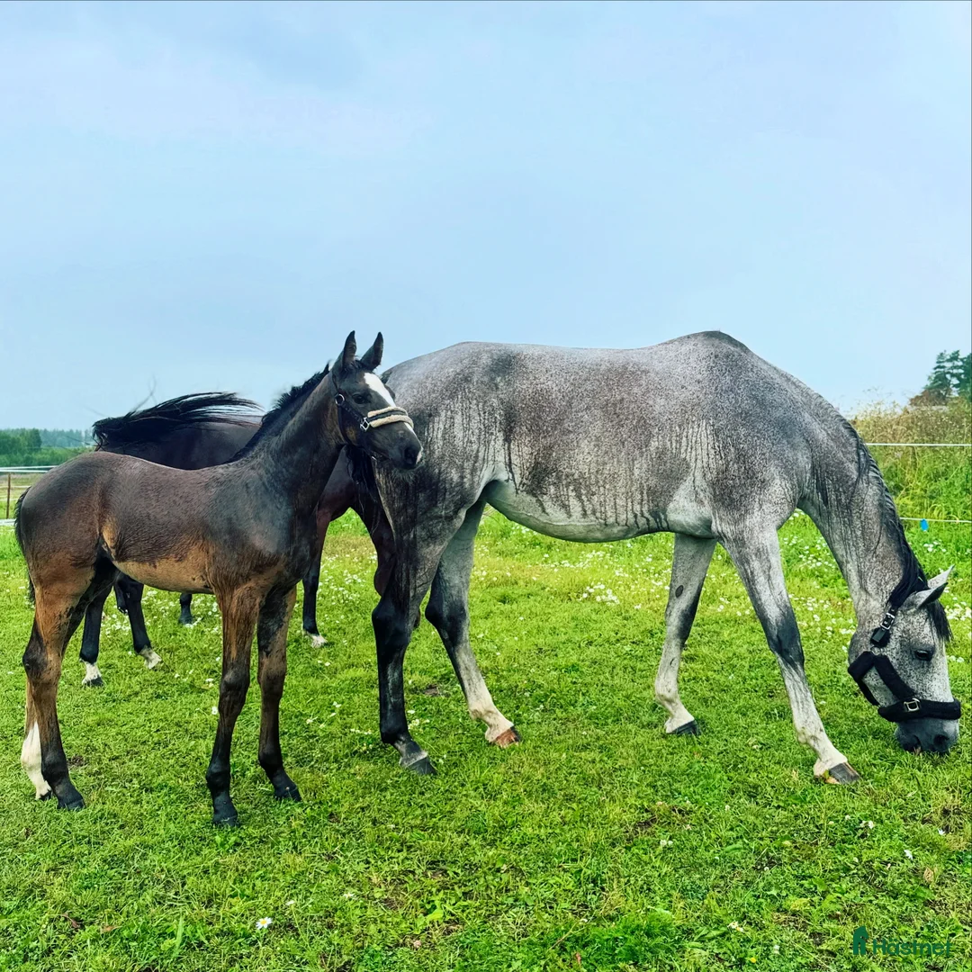 Hoppning hästar till salu: Lovande stoföl e.Plot Pearl Zäta JL - Annons 1