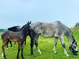 hästar Lovande stoföl e.Plot Pearl Zäta JL - Annons 2