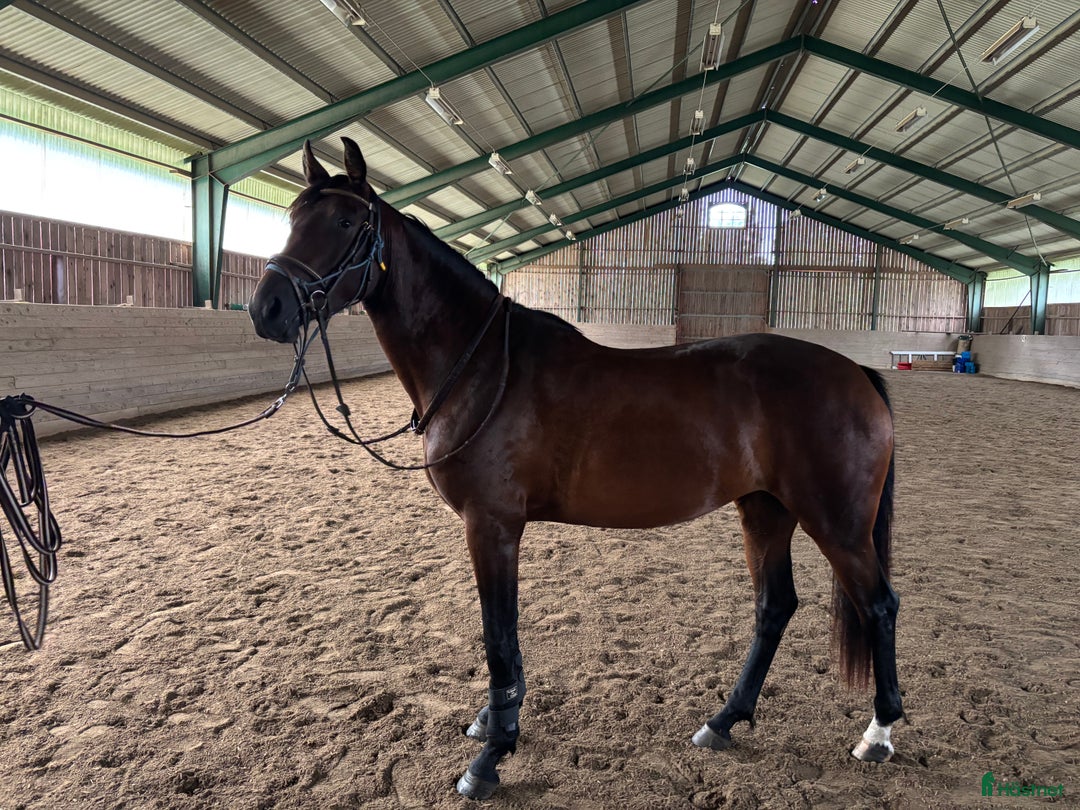 Hoppning hästar till salu: Sto 3 år  i Eskilstuna - Annons 2