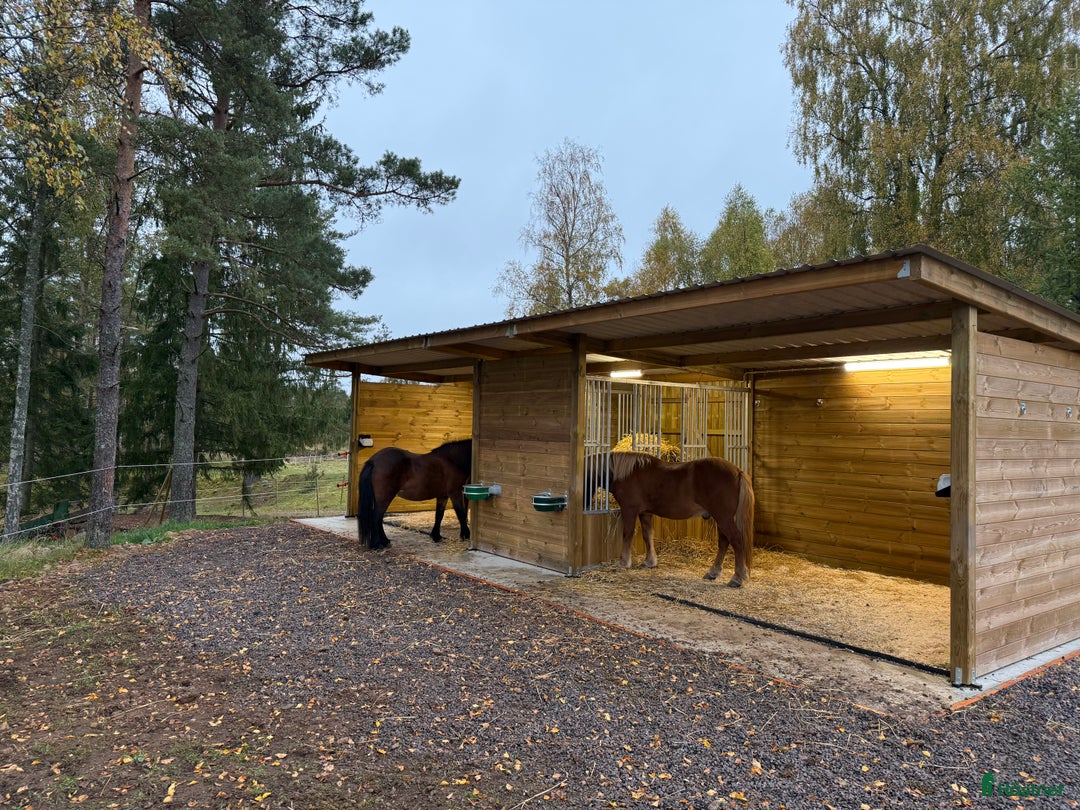  stallplats finnes: Granetorps Framtid 🥰 - lösdrift för islandshästar i Tyringe - Annons 1