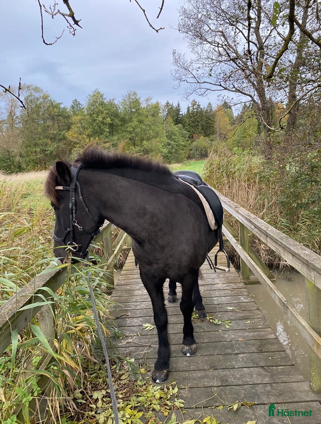 Island hästar till salu: Islandshäst i Munkedal - Annons 4
