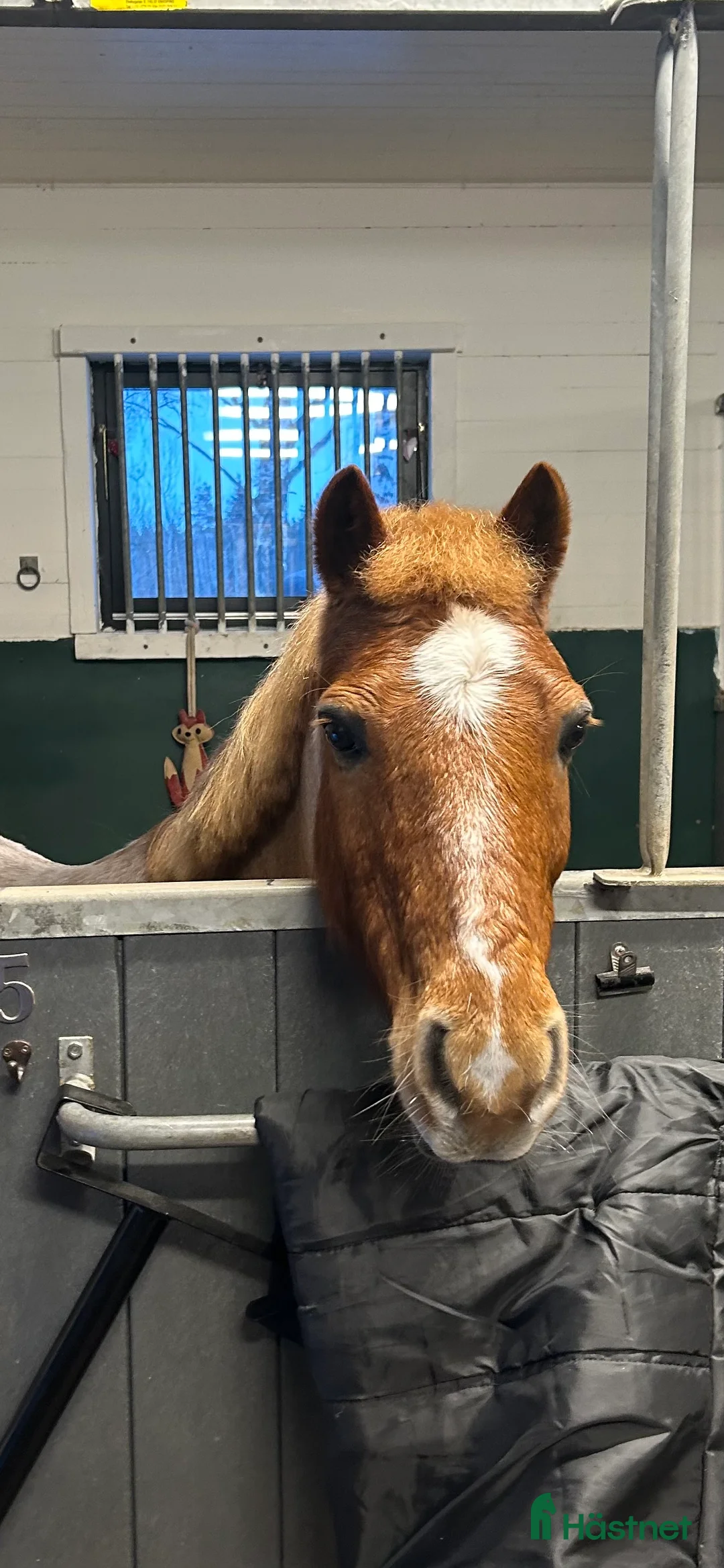 Allround hästar till salu: Fantastisk b-ponny söker nytt hem💕 - Annons 1