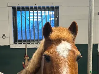 hästar Fantastisk b-ponny söker nytt hem💕 - Annons 5