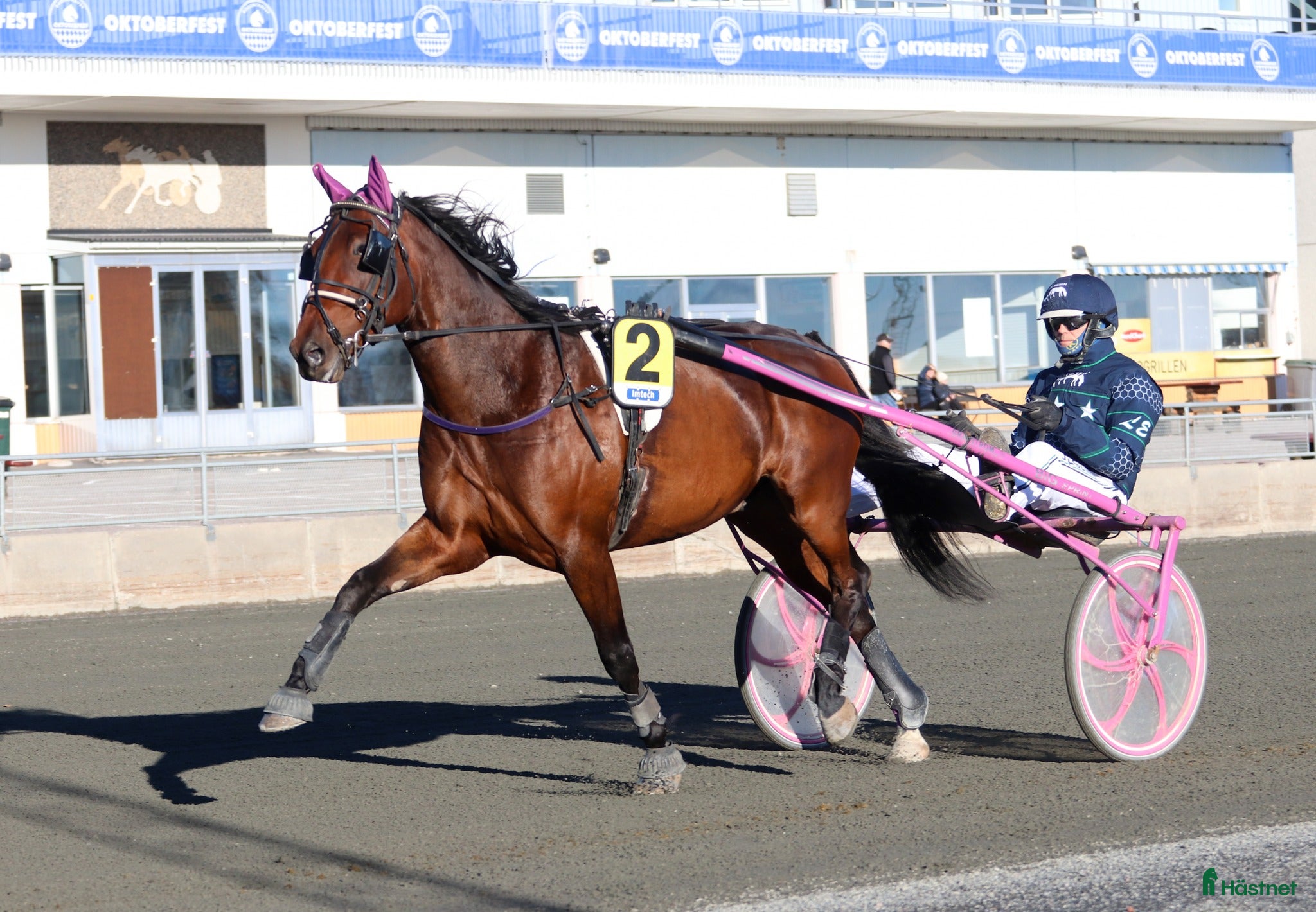  hästar Starthäst - Annons 14