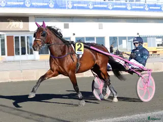 hästar Starthäst - Annons 14