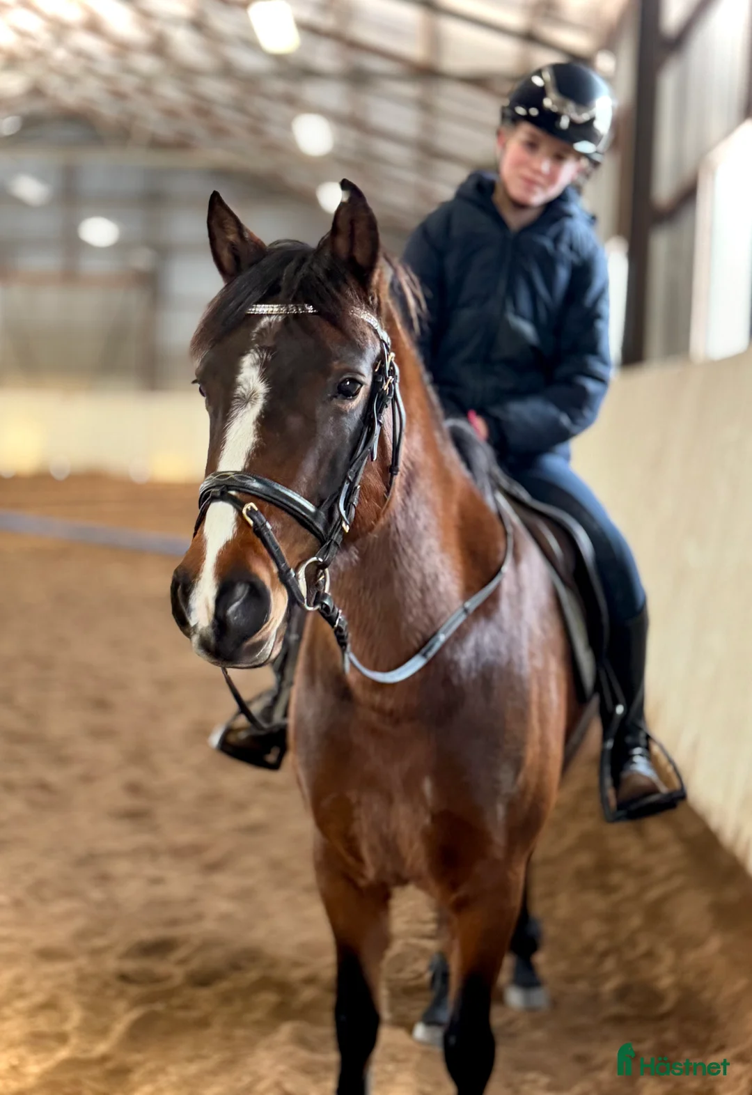 Hoppning hästar till salu: Sweetie Pie i Vikingstad - Annons 2