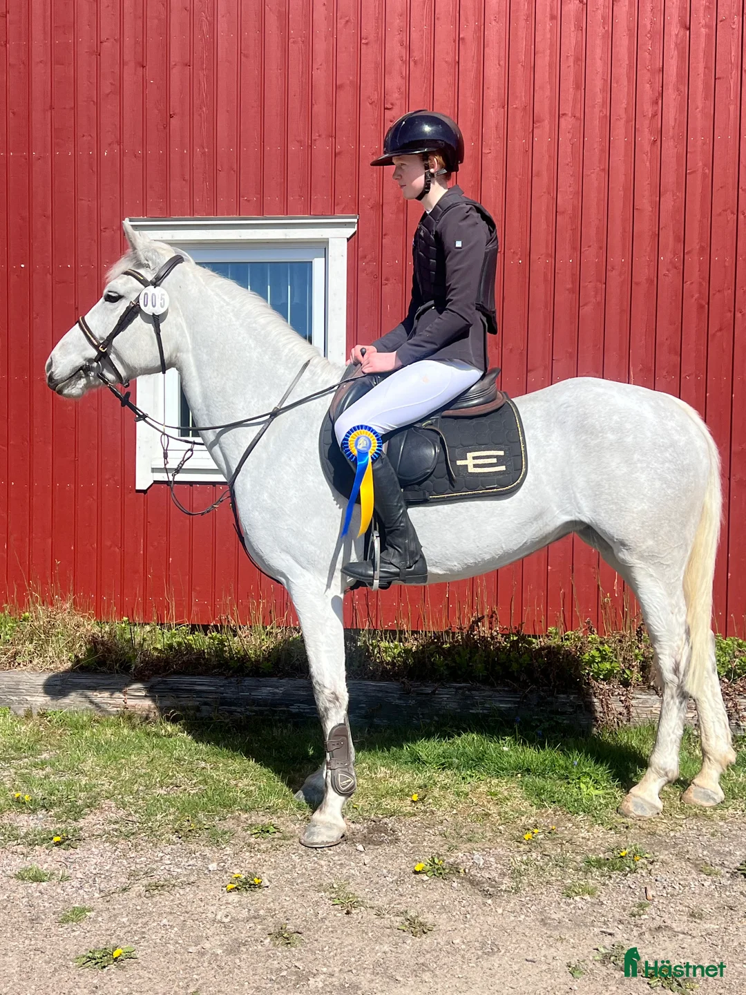 Avelshästar hästar till salu: Lovande ponny för framtiden  - Annons 2