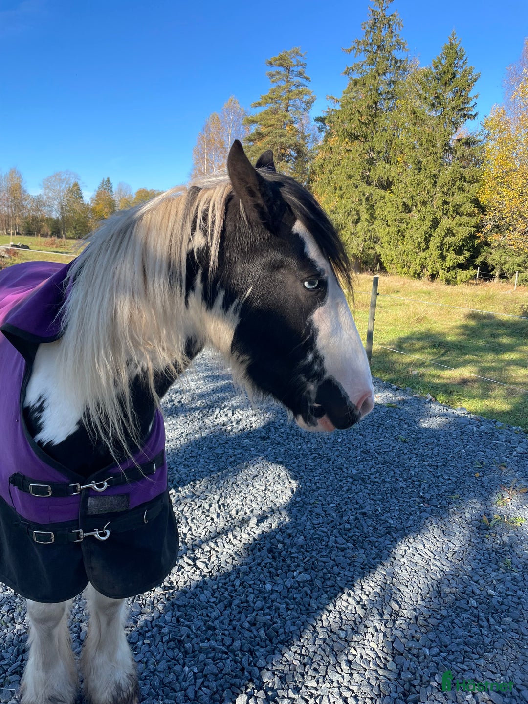 Allround hästar till salu: Fodervärd sökes  i Myresjö - Annons 5