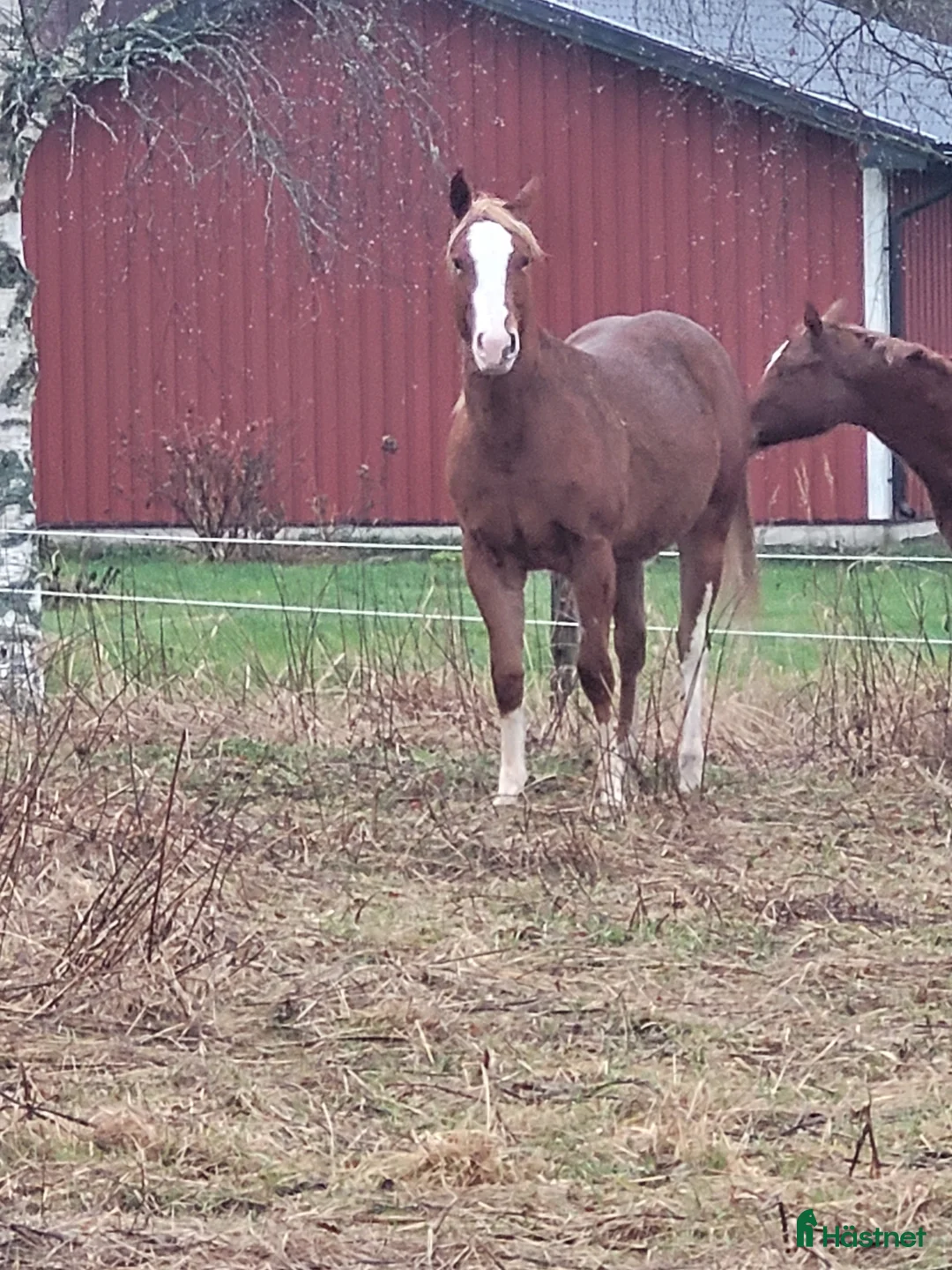 Western hästar till salu: Framtida tävlingshäst för högre klasser i Uppsala - Annons 6