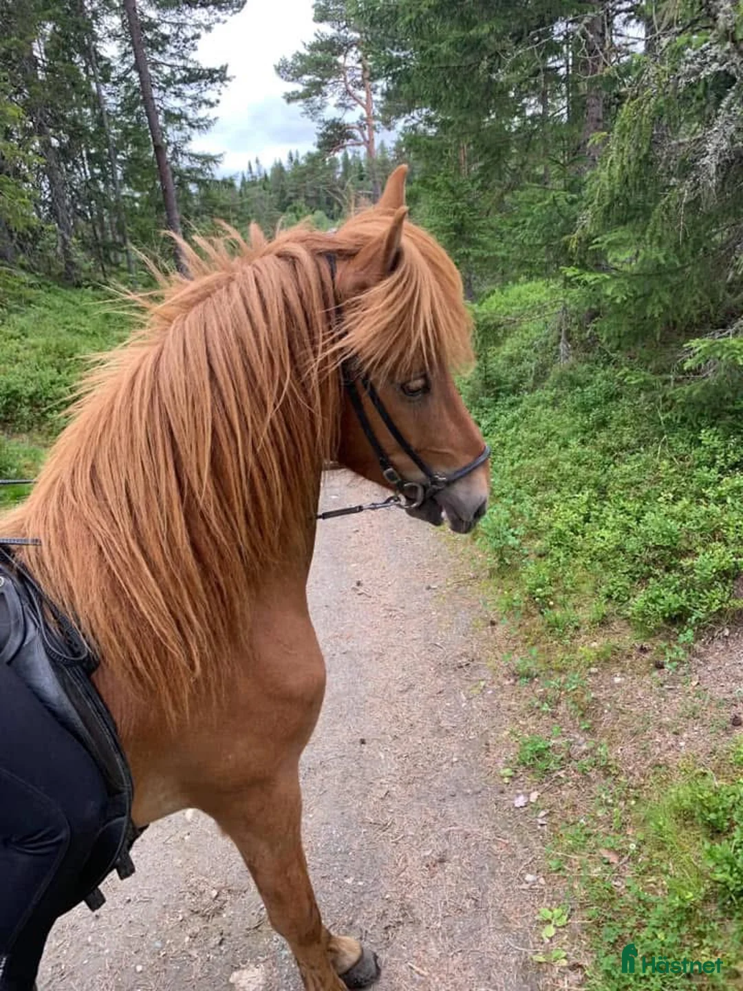 Island hästar till salu: Gjafar från Hästfjället, ståtlig och äventyrssugen - Annons 8