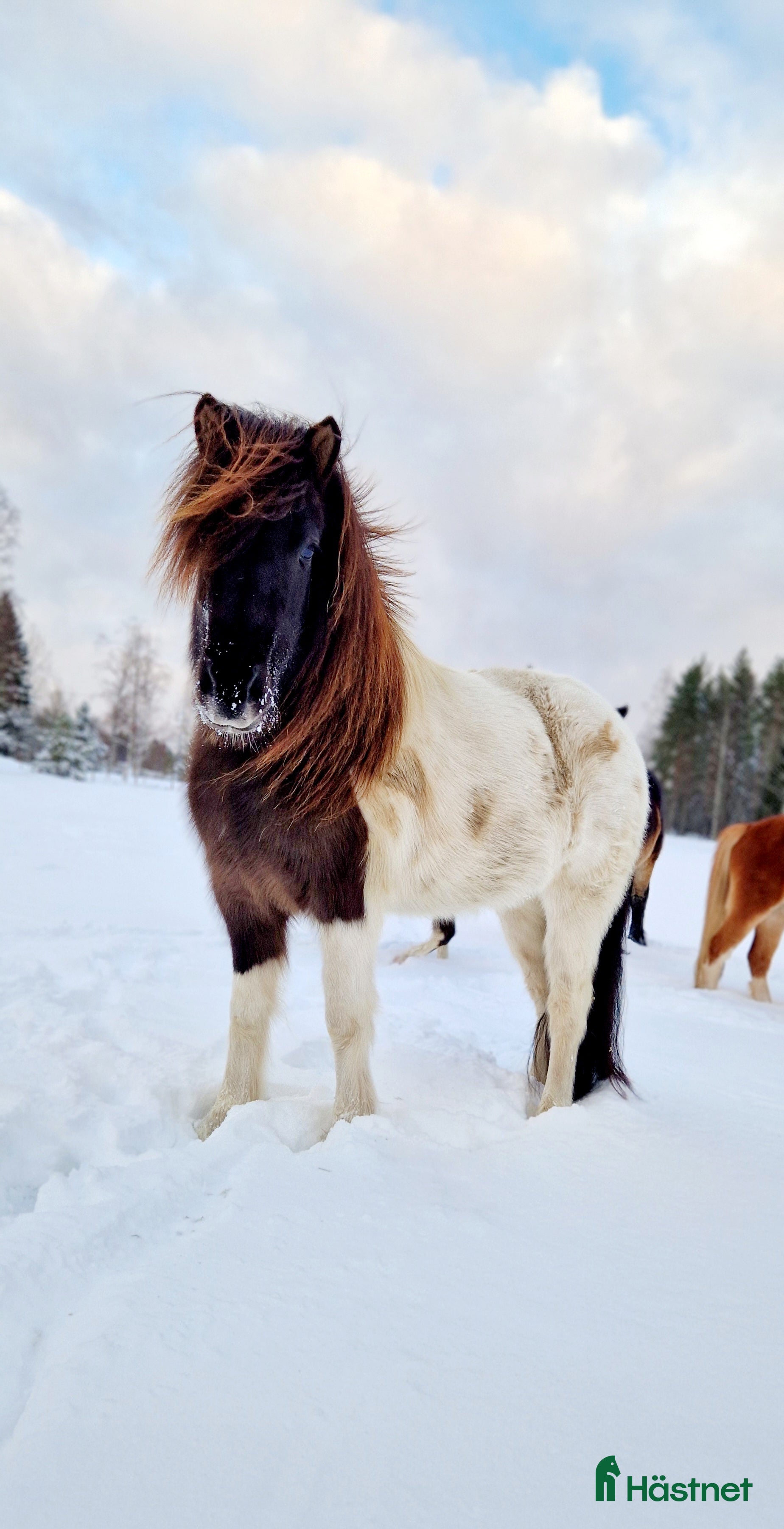  hästar Islandssto - Annons 12