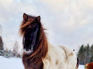 hästar Islandssto - Annons 12