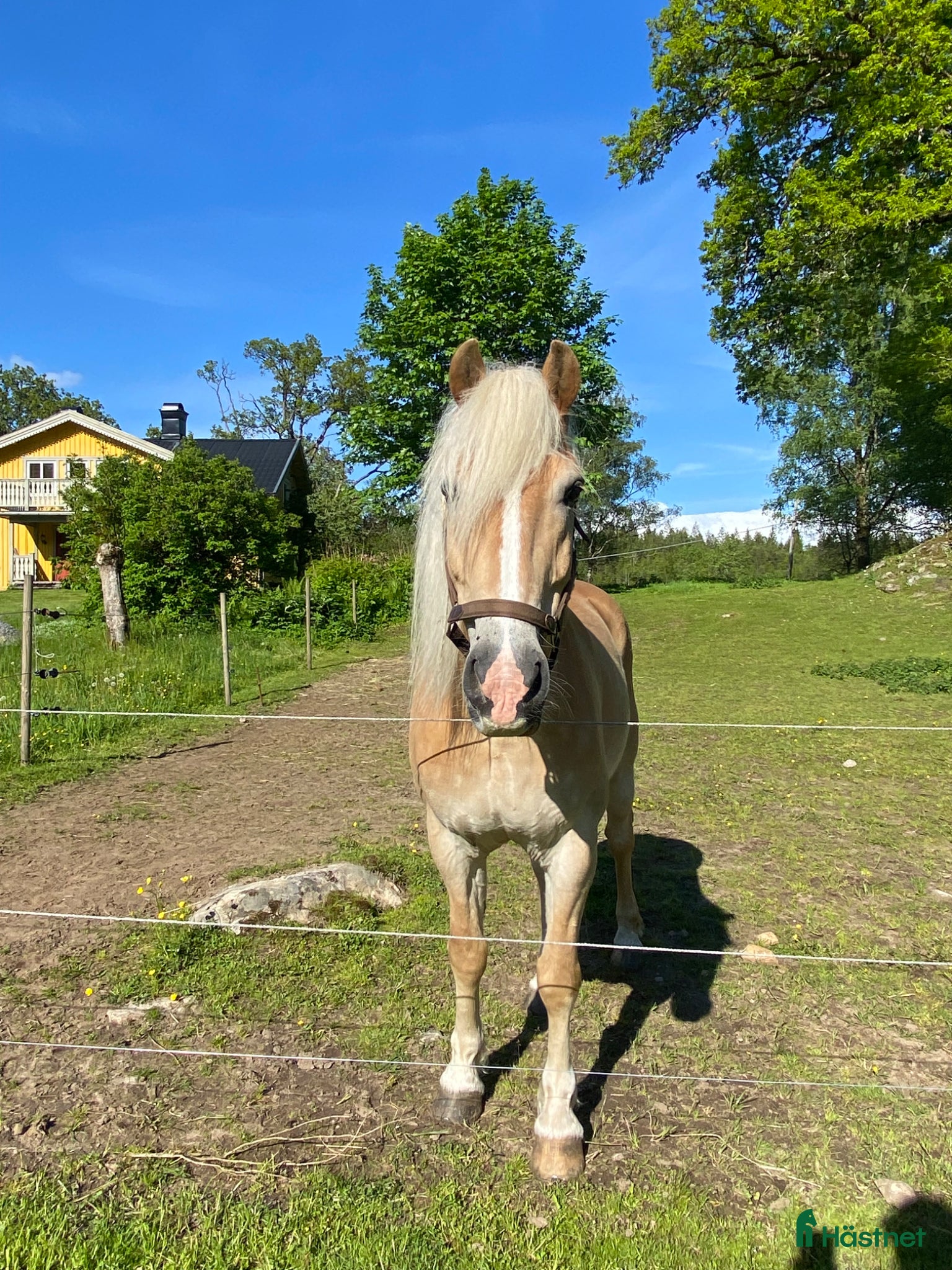 Allround hästar till salu: Fina Notte söker nytt hem med massor av kärlek🫶🏼 i Kinna - Annons 3