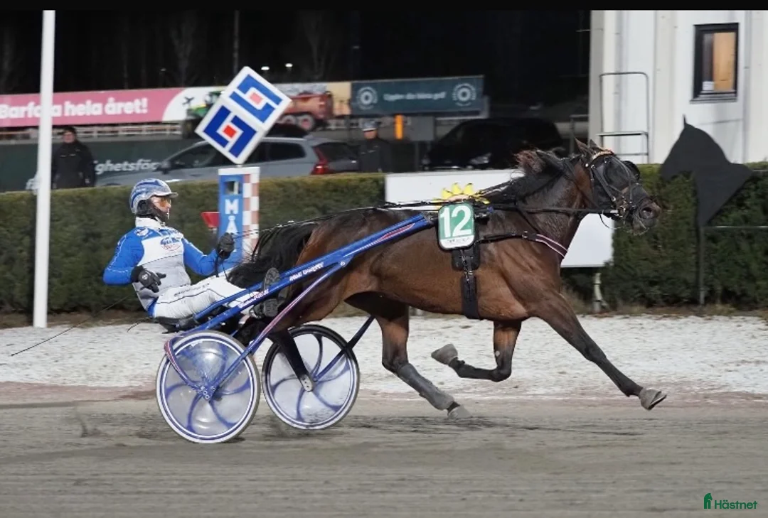 Trav hästar till salu: Ettårig hingst efter Flocki d’Aurcy i Forshaga - Annons 6