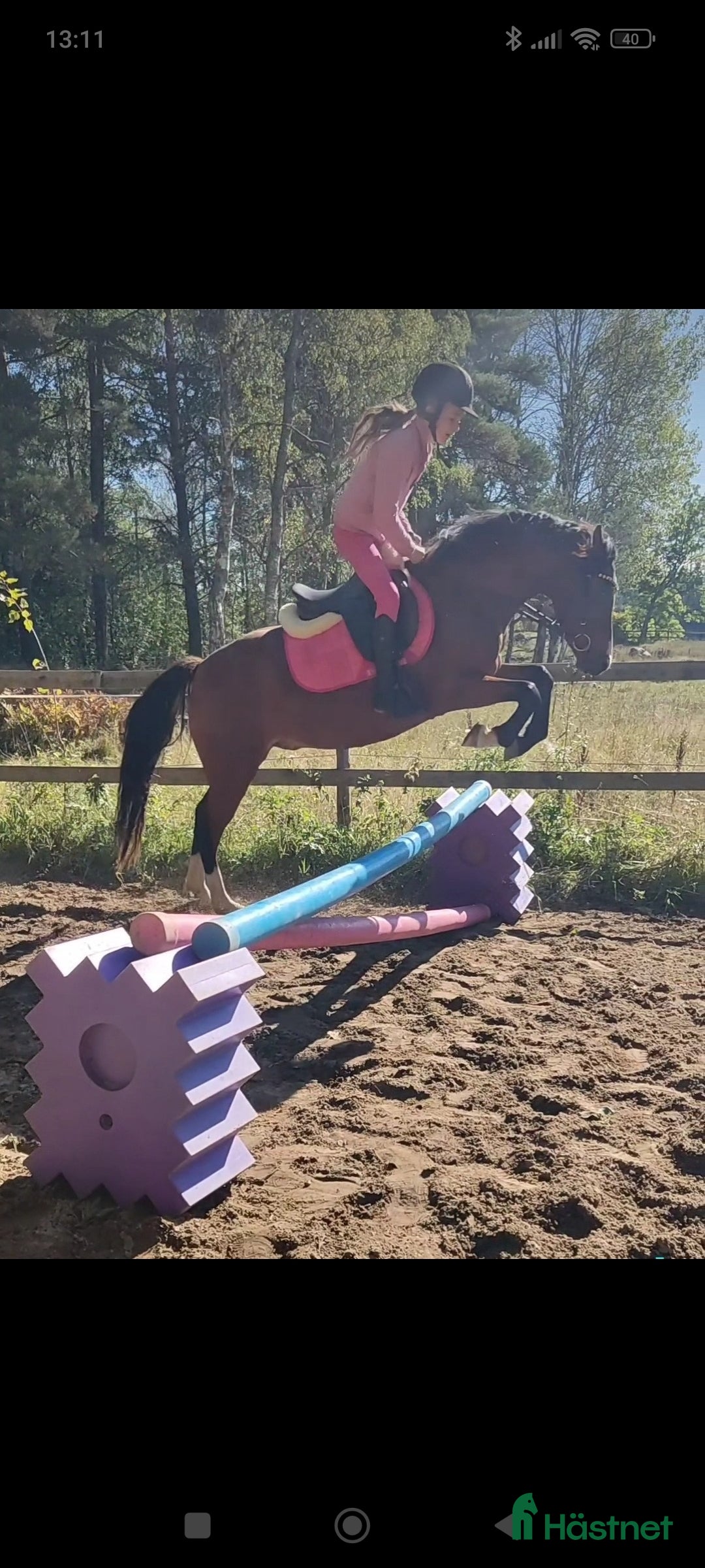  hästar Äldre läromästare sökes (ponny eller storhäst) - Annons 2