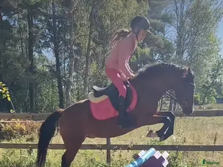 hästar Äldre läromästare sökes (ponny eller storhäst) - Annons 2