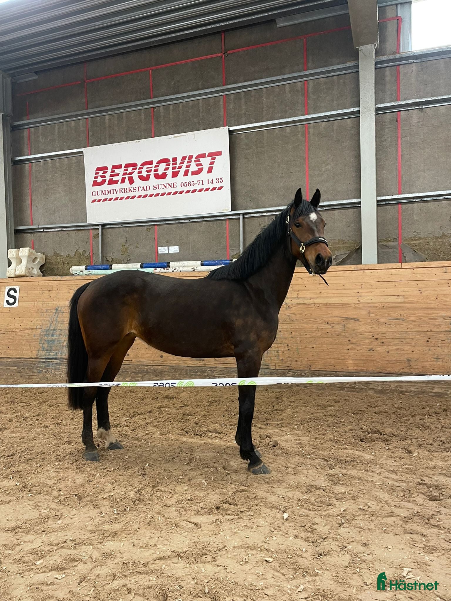 Hoppning hästar till salu: Vackert sto med lovande framtidsutsikter! - Annons 1