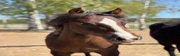 Hoppning hästar till salu: Connemarahingst  - Annons 1