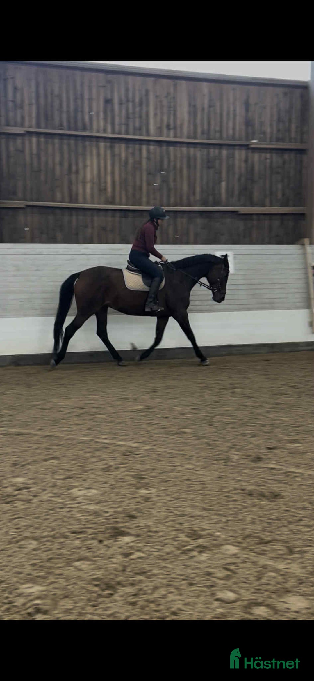 Allround hästar till salu: Projekt för den kunnige i Fagersta - Annons 2