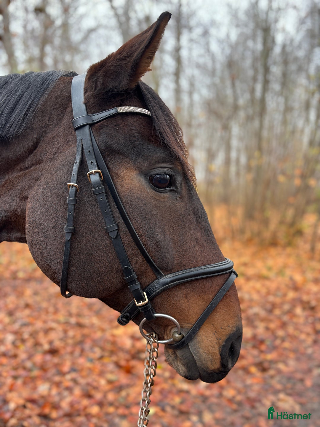 Träns hästutrustning till salu: Svart Claridge house träns  i Flyinge - Annons 2