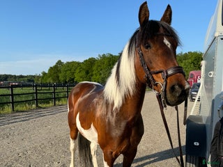 hästar Världens gulligaste Bianca! i Värmdö - Annons 1