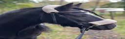 Övrigt hästar till salu: Bas söker sin alldeles egen människa ❤️ - Annons 3