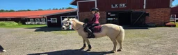 Allround hästar till salu: Trevlig barnponny - Annons 2