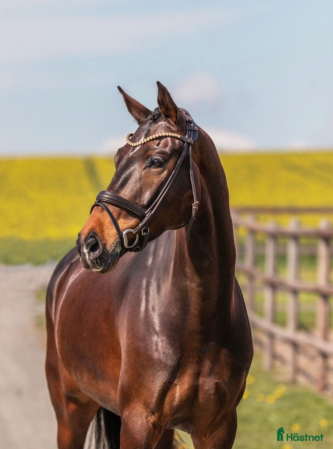 Sällskap hästar till salu: Kärleksfullt hem sökes till fantastisk individ  i Simrishamn - Annons 1