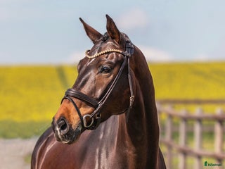 hästar Kärleksfullt hem sökes till fantastisk individ i Simrishamn - Annons 8