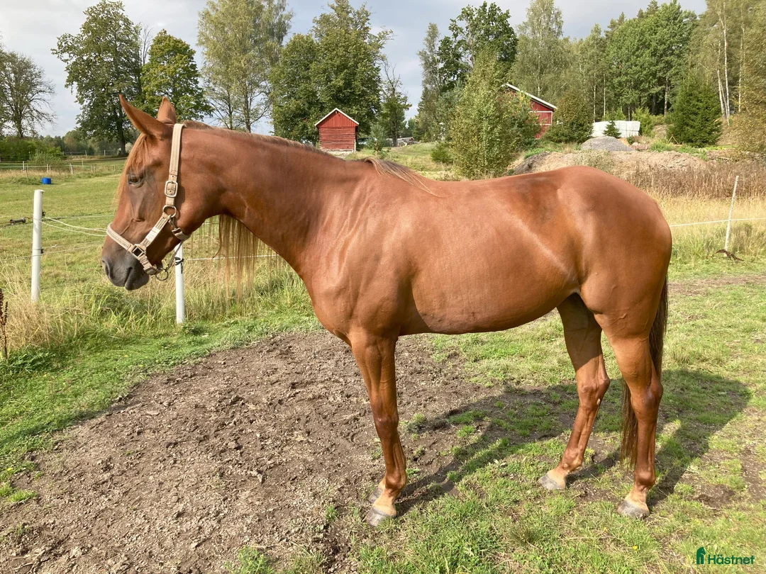 Trav hästar till salu: Fölsto - Annons 1